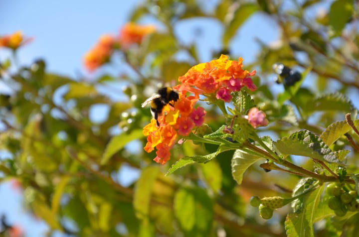 Bee at work