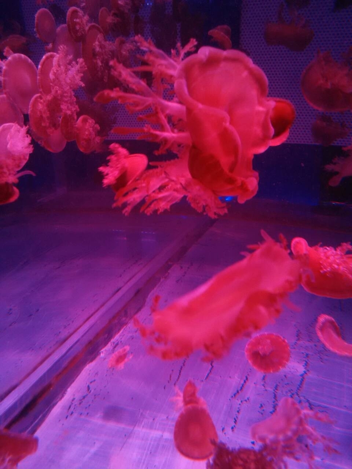 Jellyfish