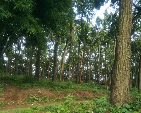 forest