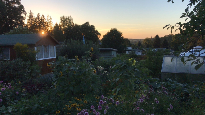 a garden and the sun