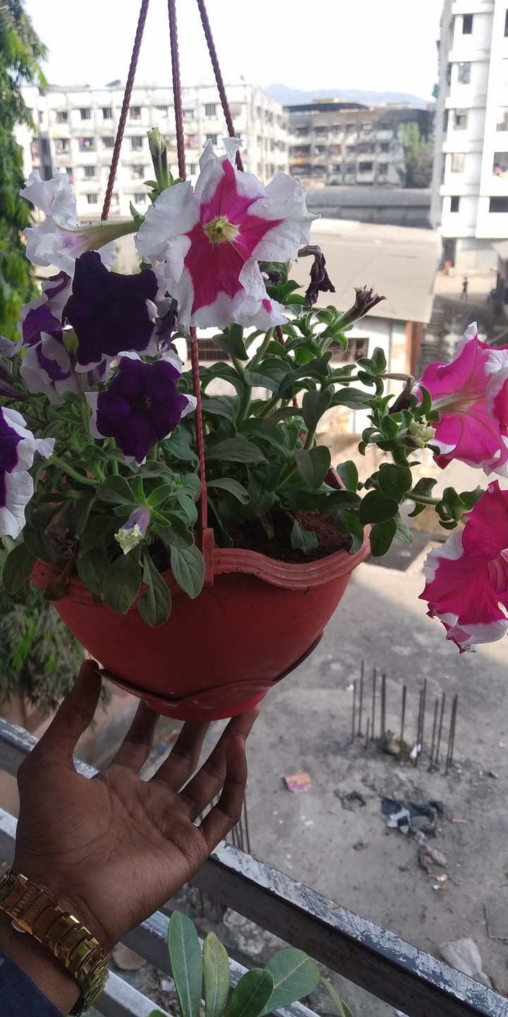 flowers