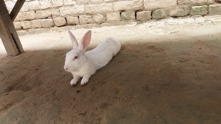 rabit