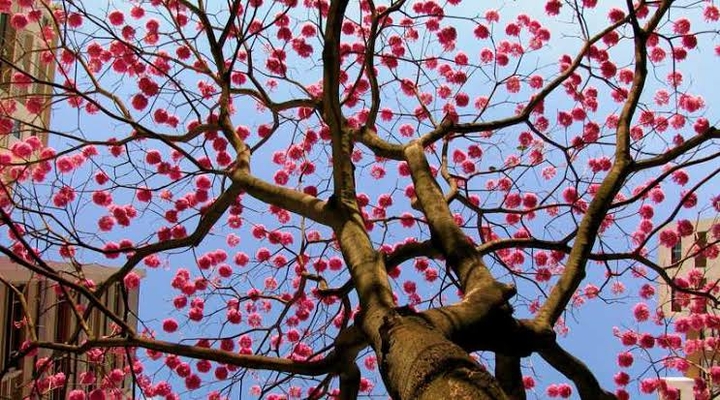 Ipê Rosa II