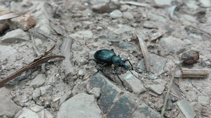 insect in the mountain