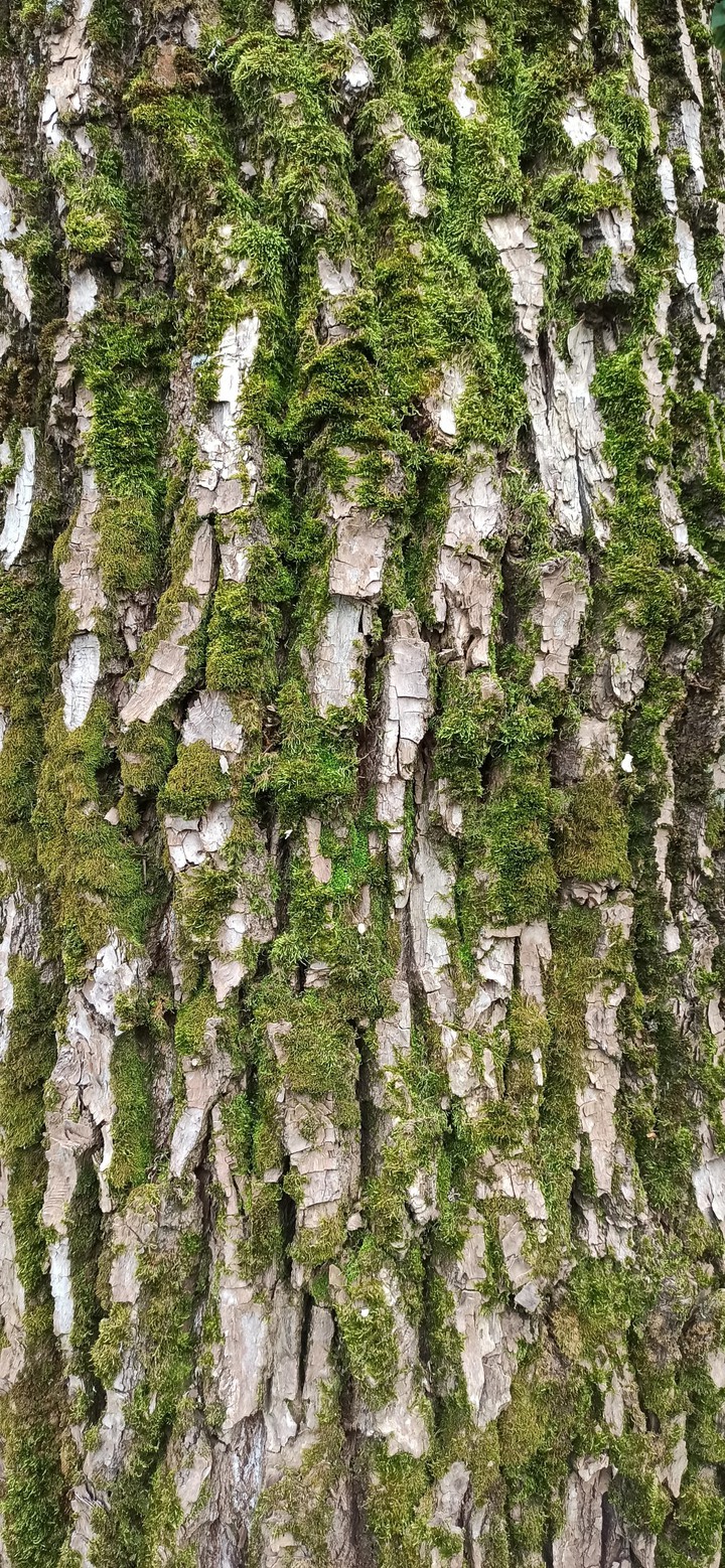 Trees