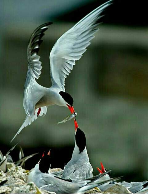 charadriiformes, seabird achtergronden