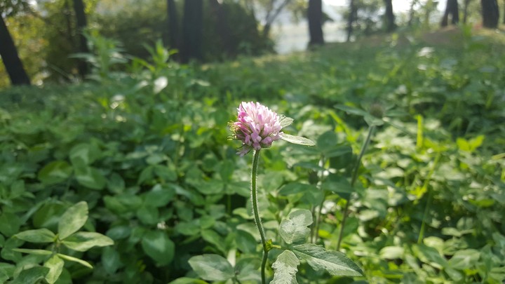 sunshine flower