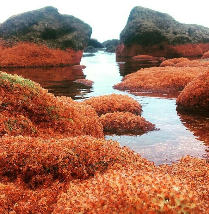 Crab Migration