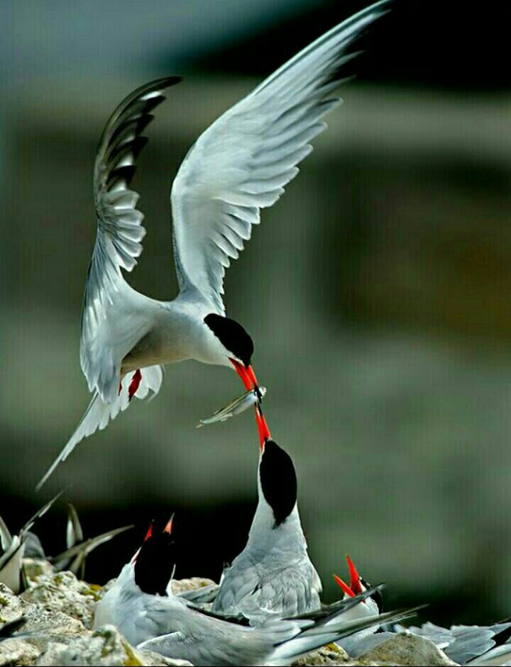 ⭐⭐