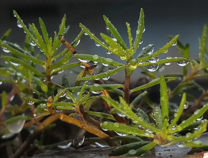 rain drops
