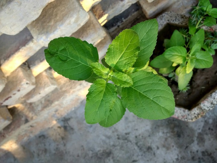 Nature