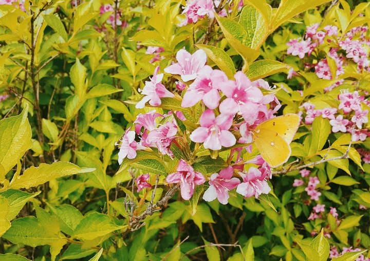 pink ixora, yellow butterfly