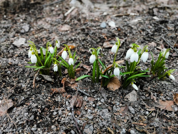 Spring in Moscow