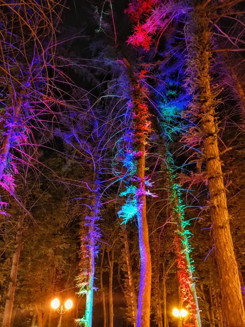 night trees. no filter