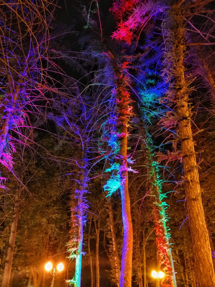 night trees. no filter