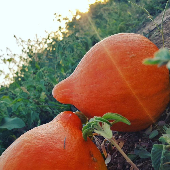 potiron 