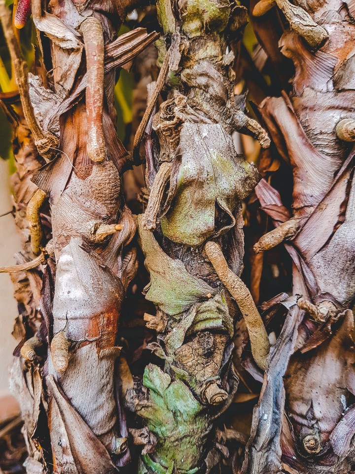 Trunk old