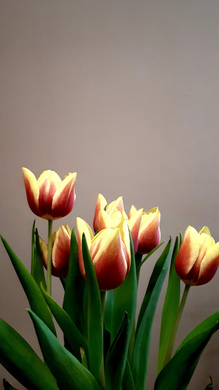 Tulips