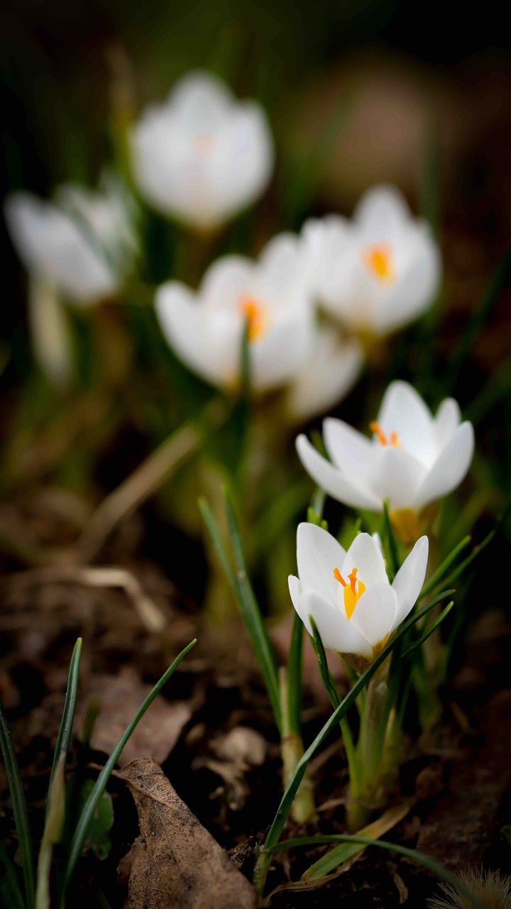 Spring in the city