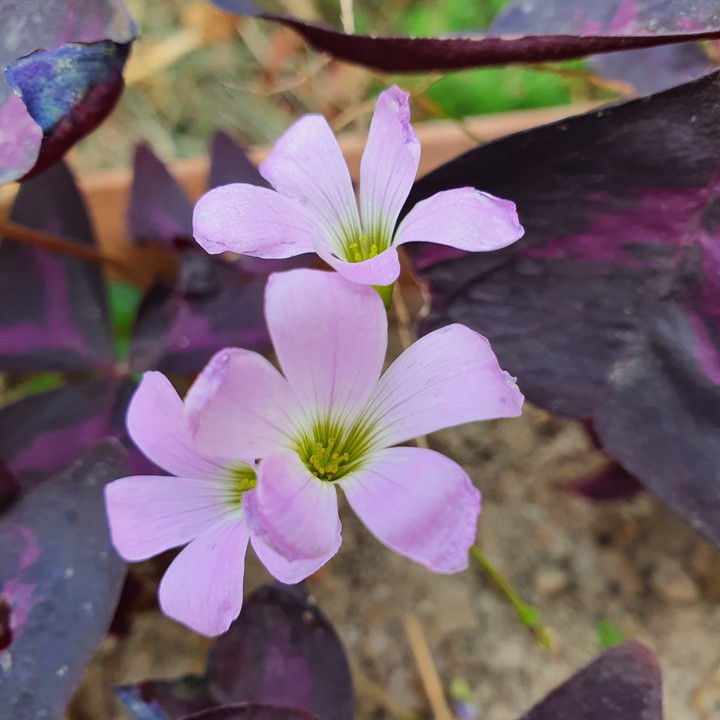 lily
