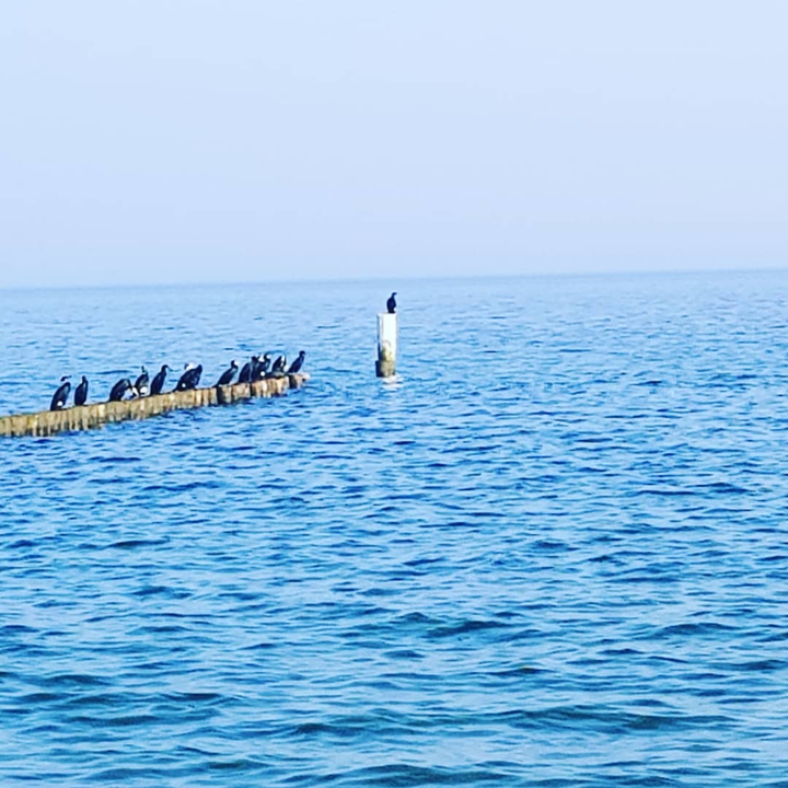 sea