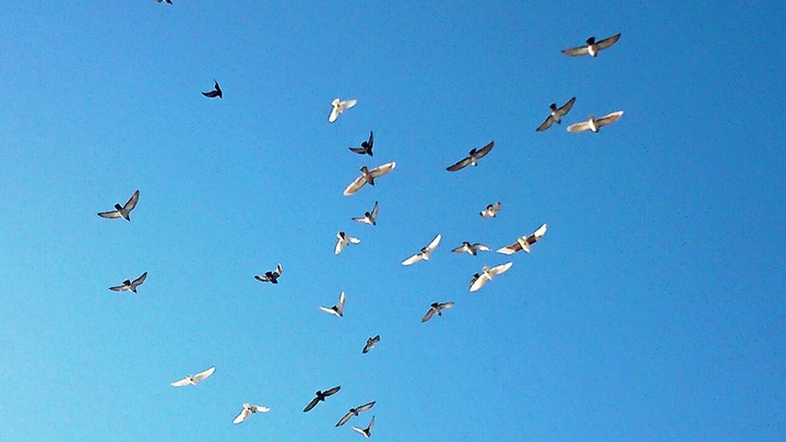 bird in sky