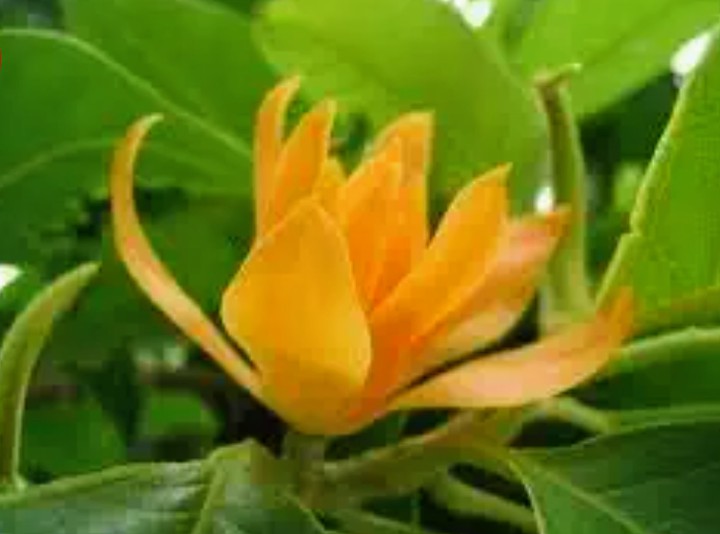 champa
