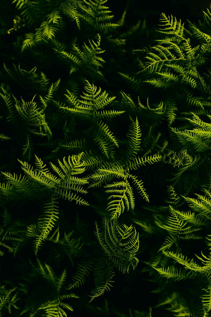 leaf