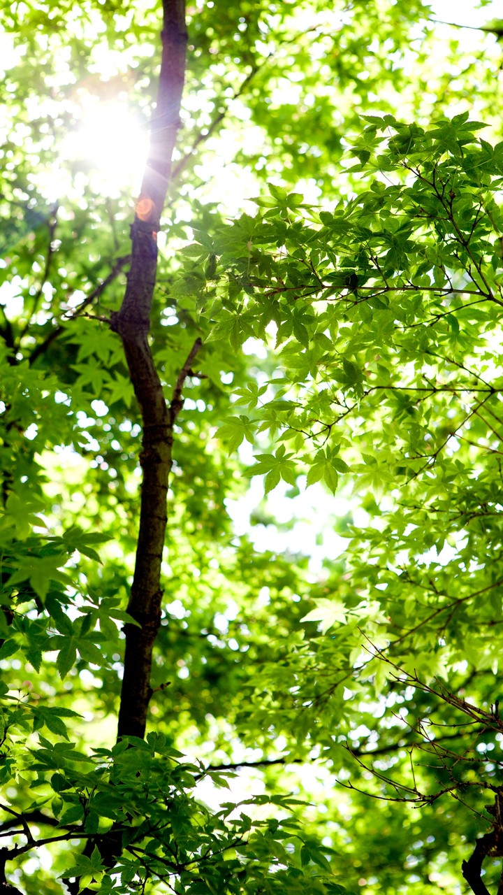 Sunray through the Tree