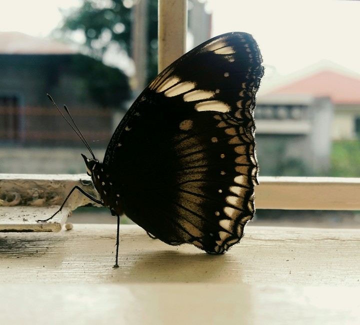 Butterfly