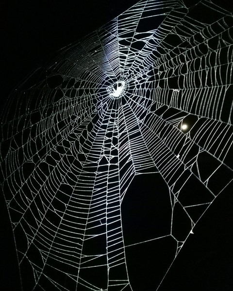 Water, arachnid háttérképek