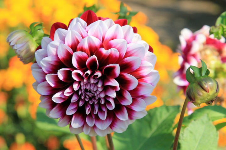 Flovers