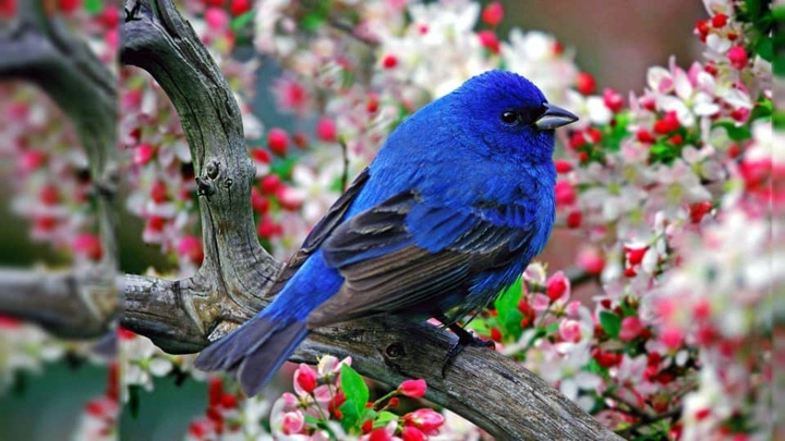 bird