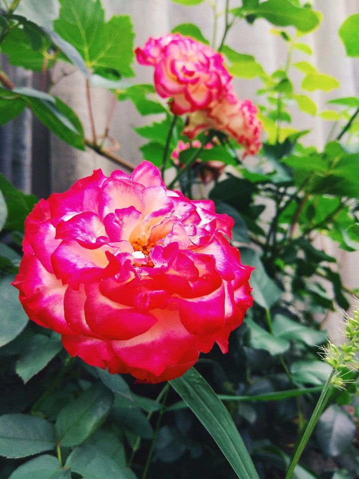 rose