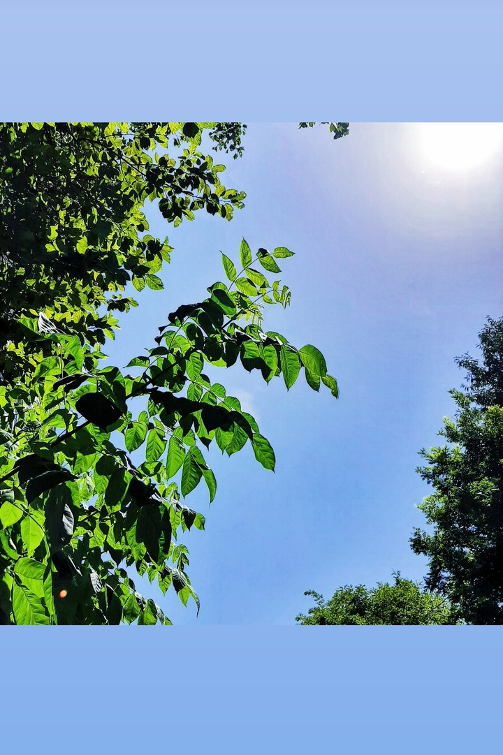 green leaves