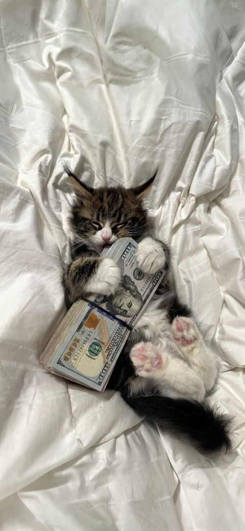 sfondi money, carnivores