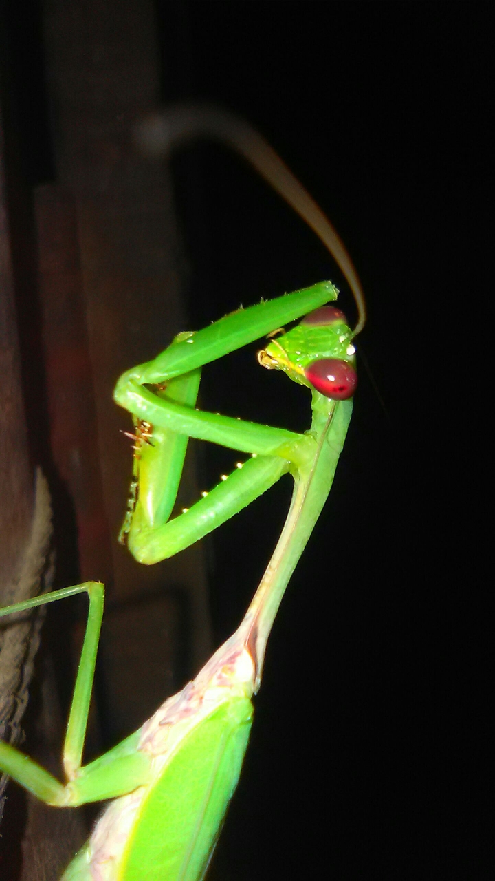 Grasshopper