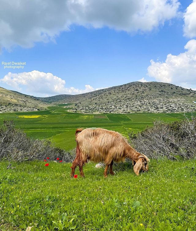 فلسطين ❤️