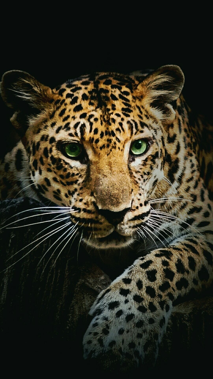excellent picture