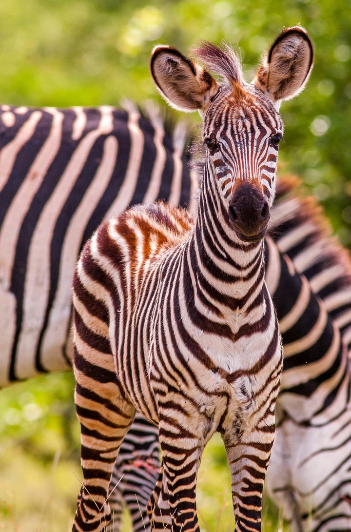 zebra