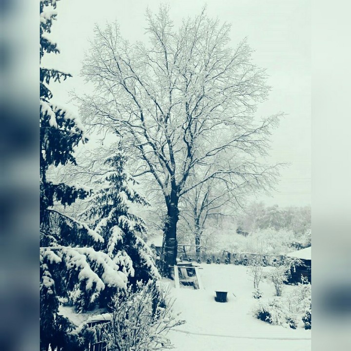 Zima