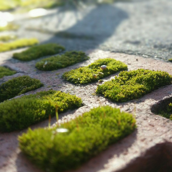 green world