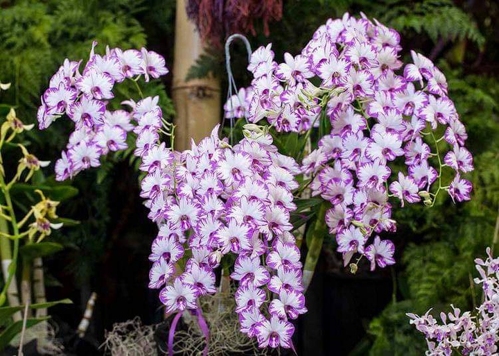 Orchid
