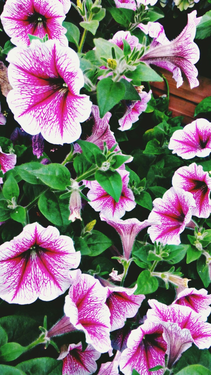 flowers