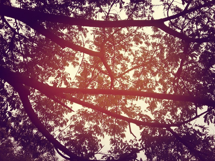 branches