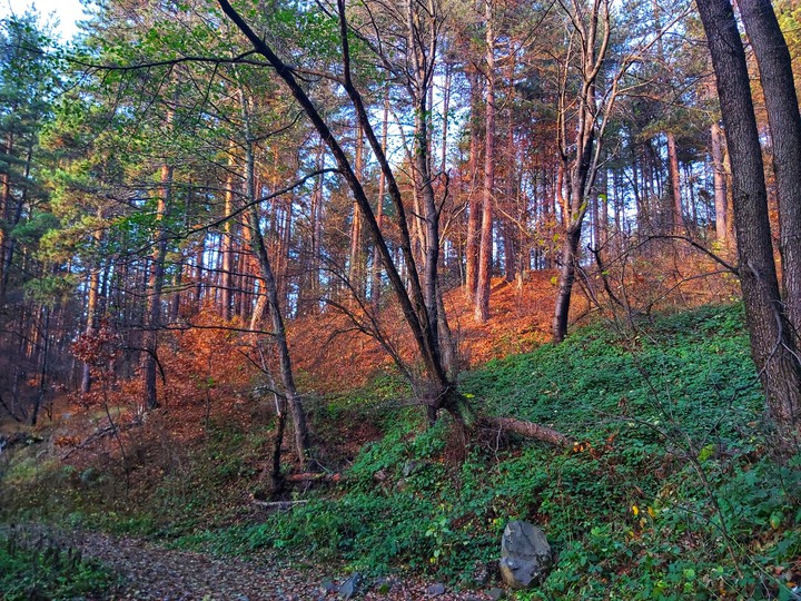 the quiet forest