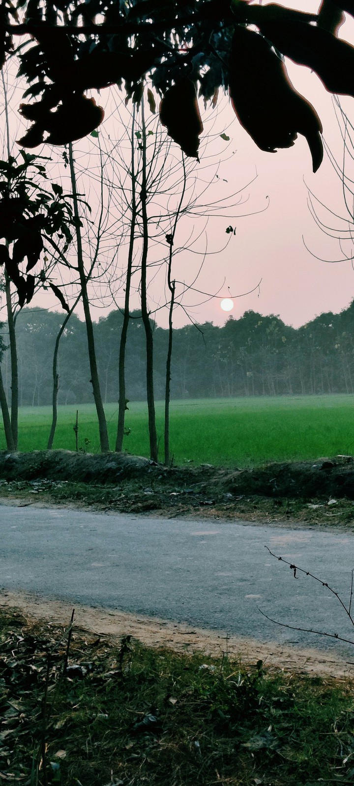 nature of beauti