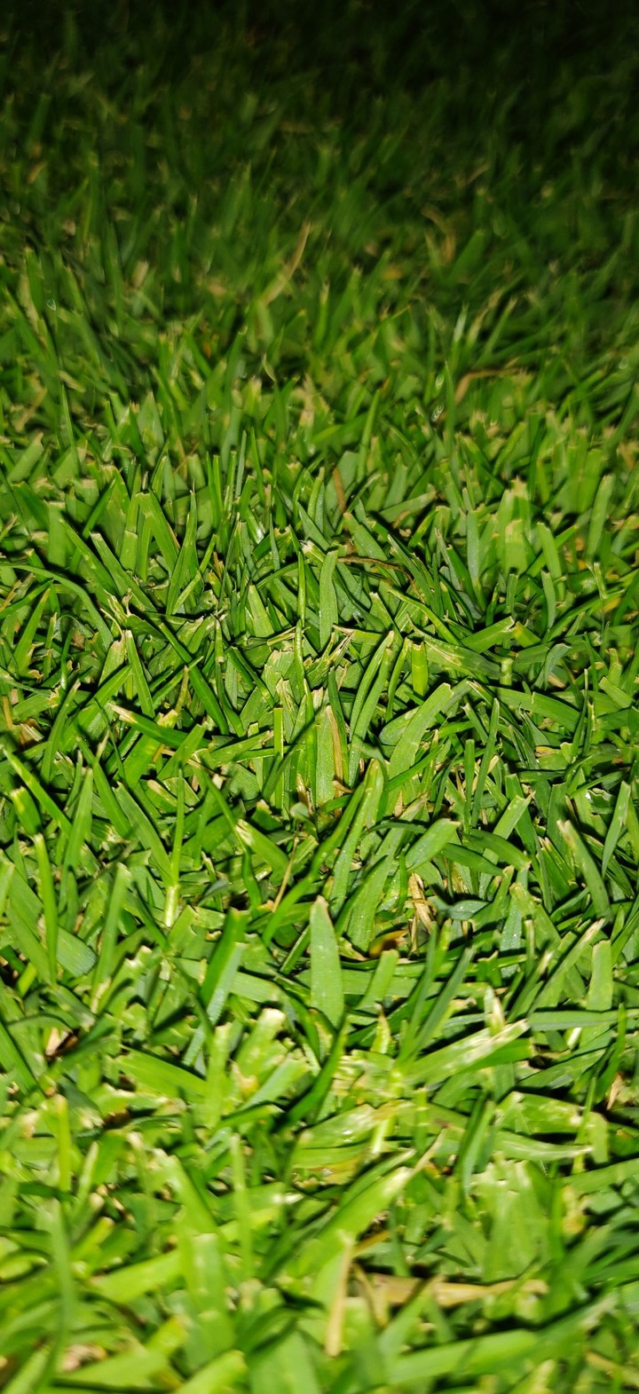 green grass