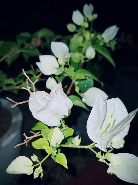 White bougainvillea after the rain.