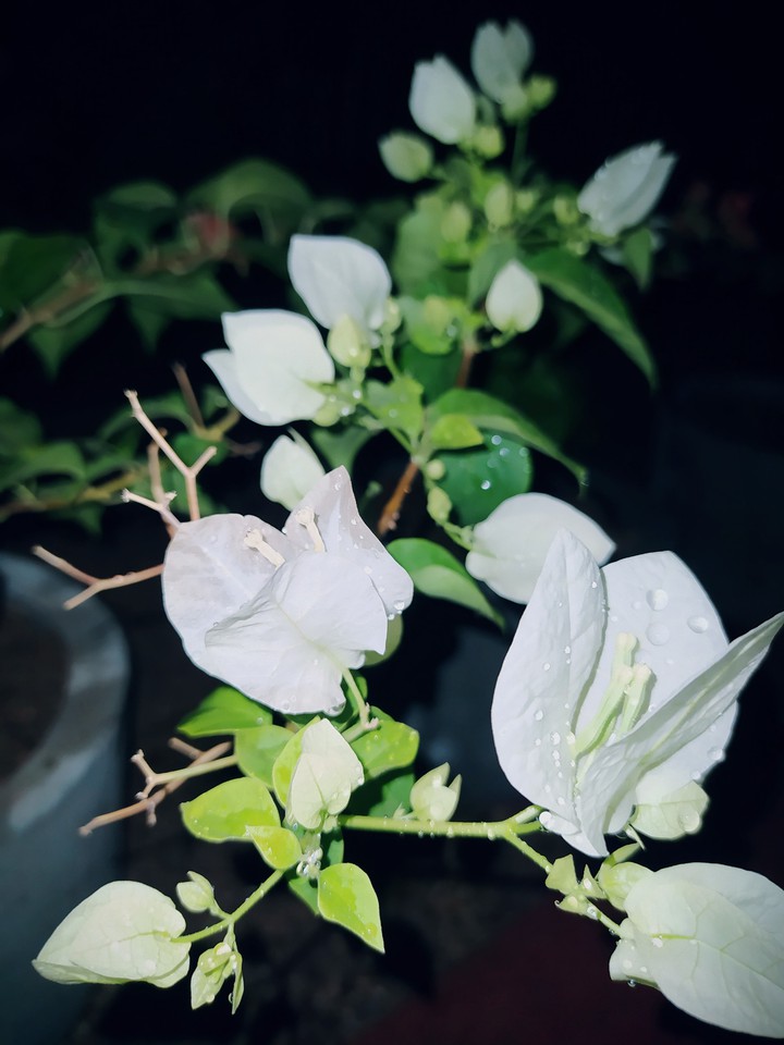 White bougainvillea after the rain.